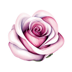 rose flower watercolor illustration sketch isolated no background