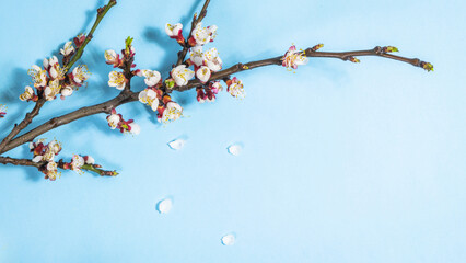 Spring cherry branches with delicate white flowers on light blue background. Falling petals. Hello Spring.