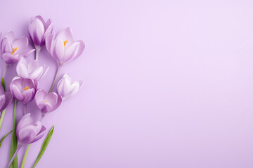 Fototapeta na wymiar Crocus decorated on light purple background with space for text