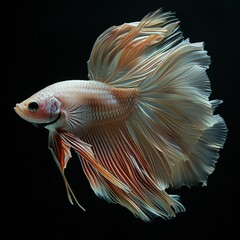 Asian Fighting Fish in Cream Color , ai generated