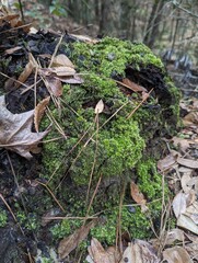 lichens on a tree