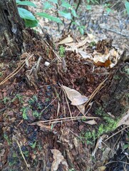 stump in forest