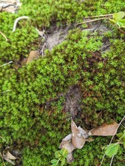 lichen