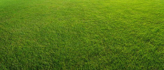 green grass texture - well-groomed turf in the garden or in soccer stadium.