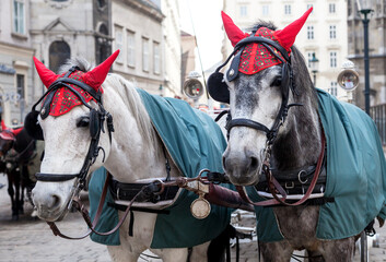 Two horses in traditional Vienna carriage harness