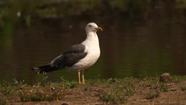 A lesser black-backed gull (Larus fuscus) standing in a wetland