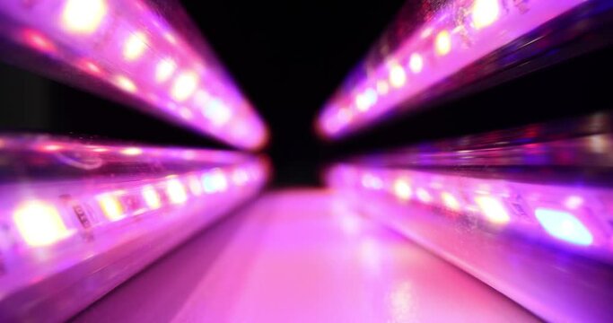 LED grow lights for gardening closeup
