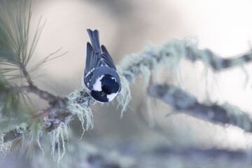 The coal tit or cole tit, (Periparus ater) in a forest in the alps.