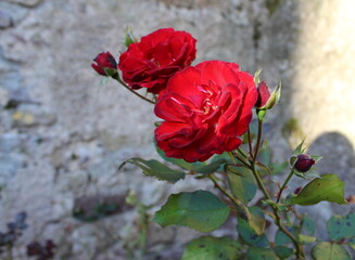 rote Rose