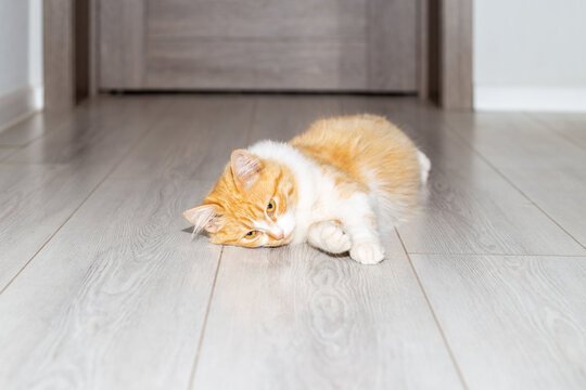 A red fluffy cat lies on the floor in a room at home. Behavior of a cat during heat