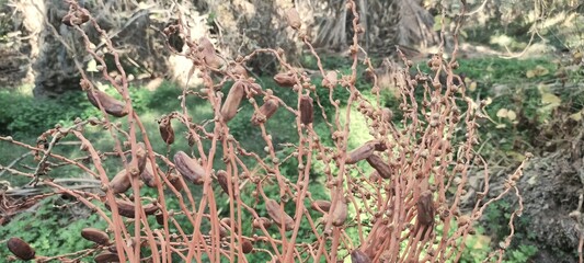 Dates on a palm tree. Close-up. Tozer Tunisia.