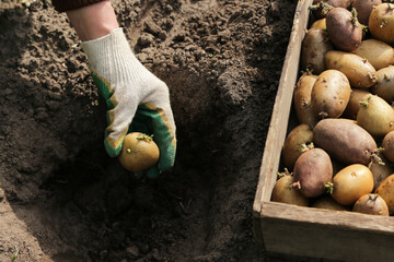 Sowing potato seeds. Farmer hand in gloves with seed sprouts potatoes in soil in garden close up....