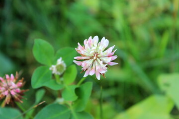 Fototapeta premium Klee, Wiesenklee, Kleeblume
