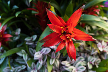 red tropical flower