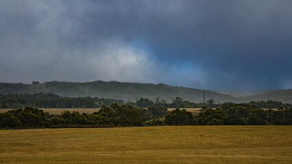 autumn forest in cloudy weather