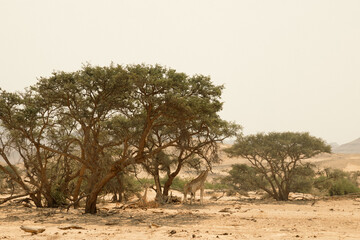 Obraz premium A group of giraffes resting under the tree in Namibia, Erongo
