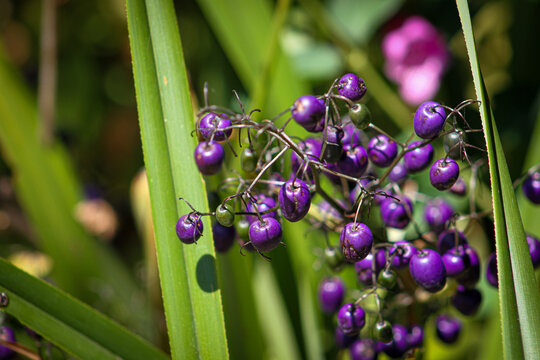 Dianella Tasmanica en un jardin natural de Chile