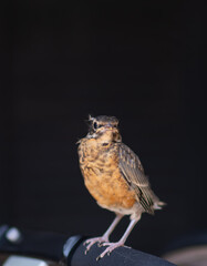 Small Lost Robin Bird – Vulnerable Wildlife in Natural Surroundings