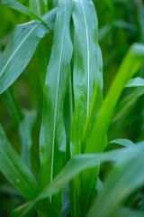 Corn plant leafy background. Farming and gardening concept.