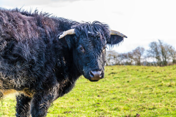 A view of a cow in the countryside close to Gumley in Leicestershire, UK on a bright winter day