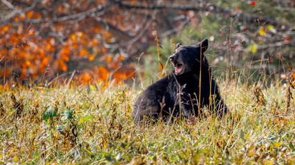 Black Bear Cub in Grass