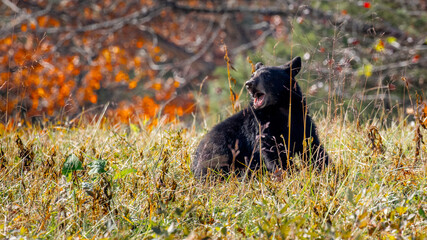 Obraz premium Black Bear Cub in Grass