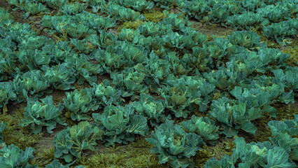 Green cabbage field