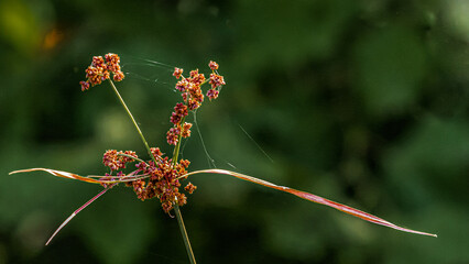 Red flower with spider web
