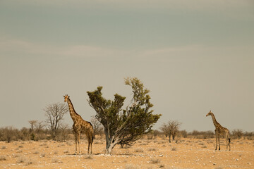 Two giraffes next to acacia tree in Etosha National park, Namibia