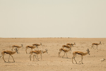 A group of springbok in Etosha National park, Namibia