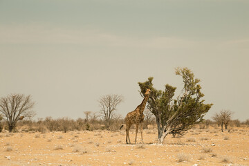 A giraffe next to acacia tree in Etosha National park, Namibia