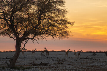 Sunset at the waterhole with giraffes, in Etosha National park, Namibia - obrazy, fototapety, plakaty
