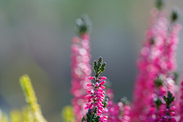 Colorful heather, Calluna vulgaris detail on colorful bokeh background