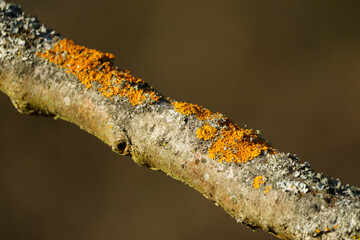 Fungus on branch