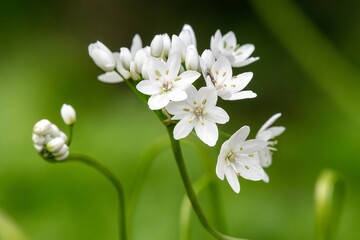 Close up of Neapolitan garlic (allium neapolitanum) flowers in bloom