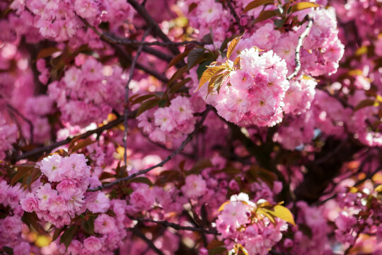 pink cherry blossom in morning light. lush floral background. spring holiday season