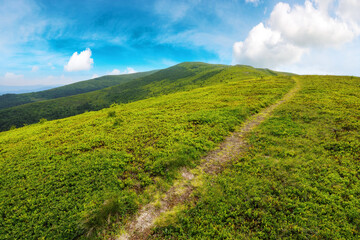 path up the steep hill. carpathian mountain landscape in summer. grassy alpine scenery of ukrainian highlands on a sunny day with fluffy clouds on the blue sky. hard way to success concept