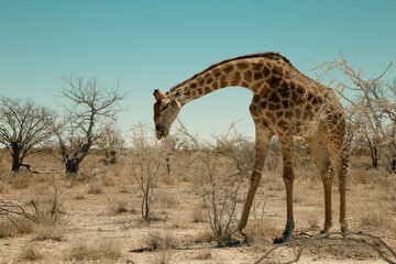 Giraffe, close up eating in Etosha National park, Namibia