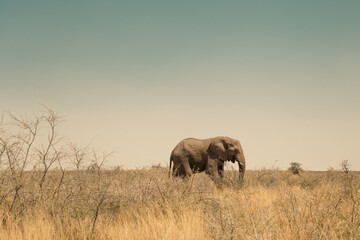 An elephant in Etosha National park, Namibia - obrazy, fototapety, plakaty