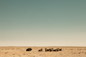 Wildebeests resting in Etosha National park, Namibia - obrazy, fototapety, plakaty
