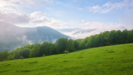 mountainous rural landscape of ukraine with grassy meadow on a misty morning in summer. green carpathian countryside scenery with forest behind the pasture on a hill. fog in the distant valley