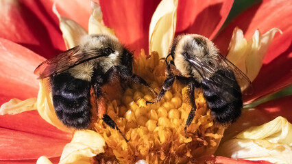 Two large Bombus impatiens Common Eastern Bumble Bees pollinating and interacting with one another on a red and yellow dahlia flower. Long Island, New York, USA