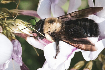 A large green-eyed Eastern Carpenter Bee Xylocopa virginica nectar robbing the base of a white and...