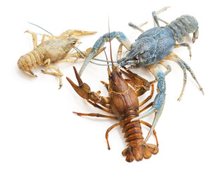 Three colored crayfish.