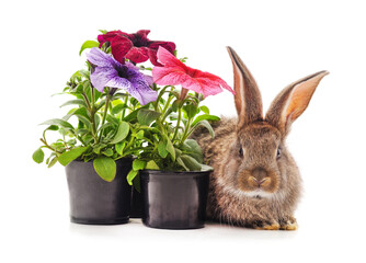 Grey baby rabbit and petunia in pots.