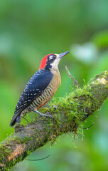 Black-cheeked Woodpecker (Melanerpes pucherani), Laguna del Lagarto, Boca Tapada, Alajuela, Costa Rica