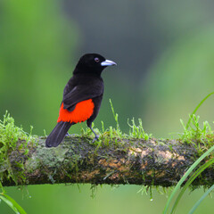 Scarlet-rumped (Passerini's) tanager (Ramphocelus passerinii) male, Laguna del Lagarto Eco Lodge, Boca Tapada, Alajuela, Costa Rica.