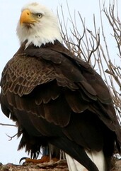American bald eagle on high cliff
