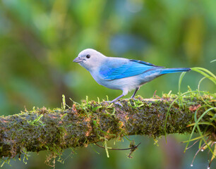 Blue-gray tanager (Thraupis episcopus), Laguna del Lagarto Eco Lodge, Boca Tapada, Alajuela, Costa Rica.