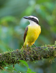 Fototapeta premium Great Kiskadee (Pitangus sulphuratus), Laguna del Lagarto, Alajuela, Costa Rica